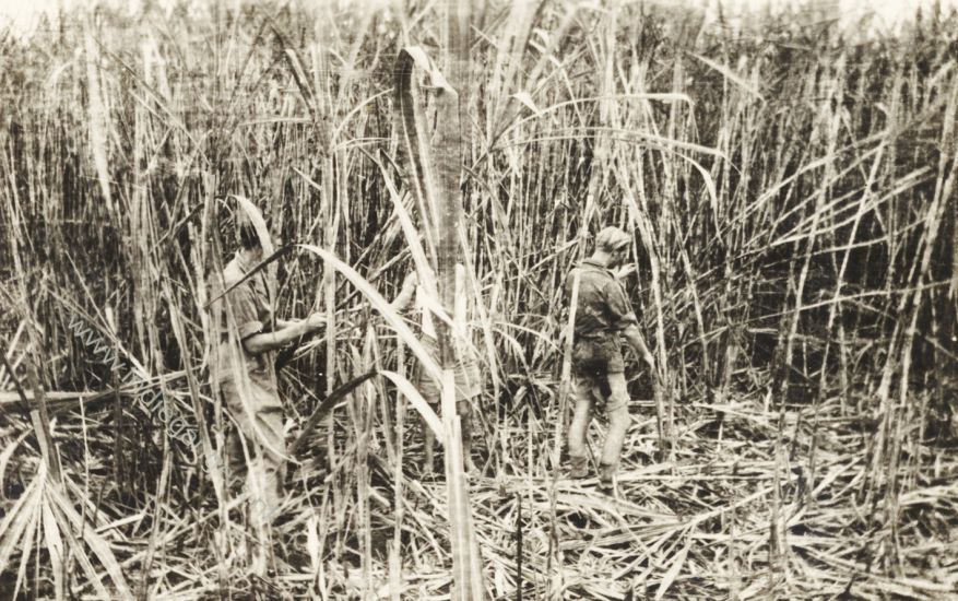 31 door het manshoge suikerriet 