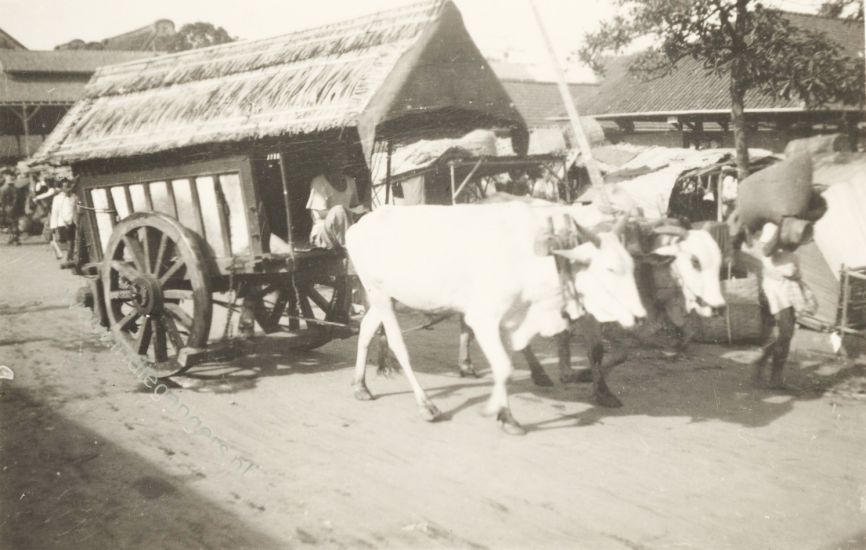 33 ossenkar in straatbeeld