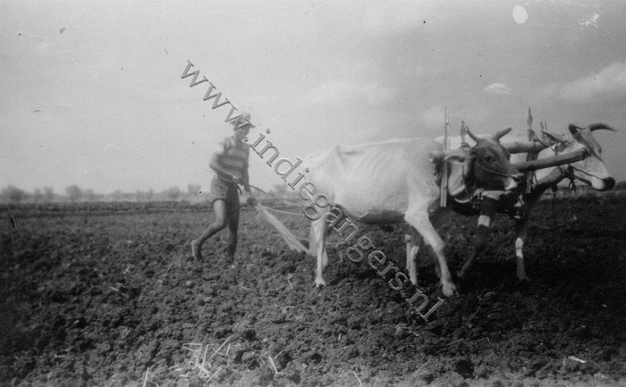 50 Kapal Nov 1946 Aan het ploegen van een droog rijstveld