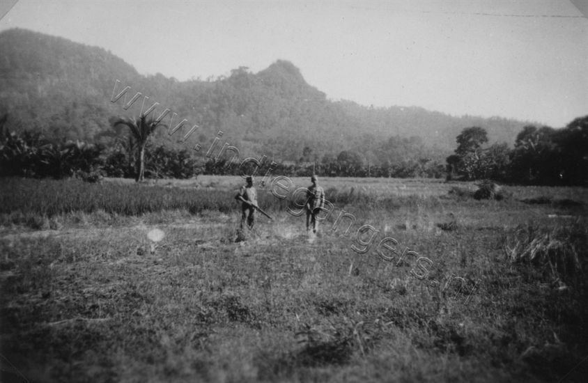 1 149 Gobang in de sawah