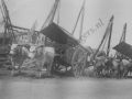89 ossenkarren bij de haven