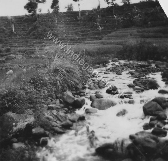 l 109 Ravijn met op de achtergrond Sawahs