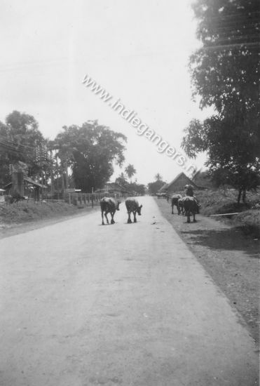 l 89 straatbeeld met vee