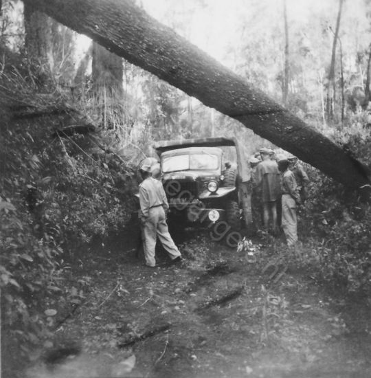 84 wegversperring dmv kappen bomen over de weg