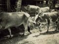 MK 1948 een stuks vee van de Kampongs veestapel