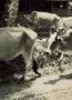 MK 1948 een stuks vee van de Kampongs veestapel