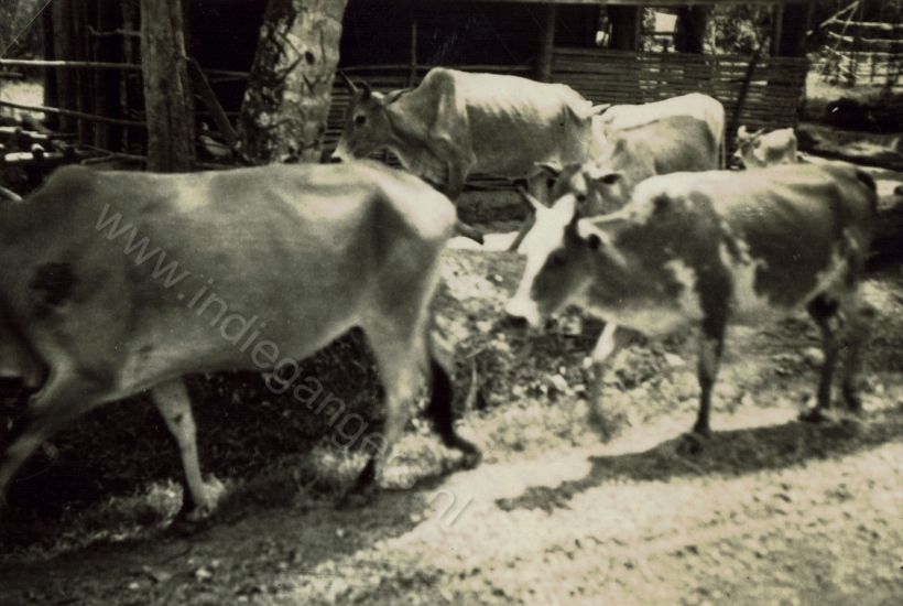 MK 1948 een stuks vee van de Kampongs veestapel