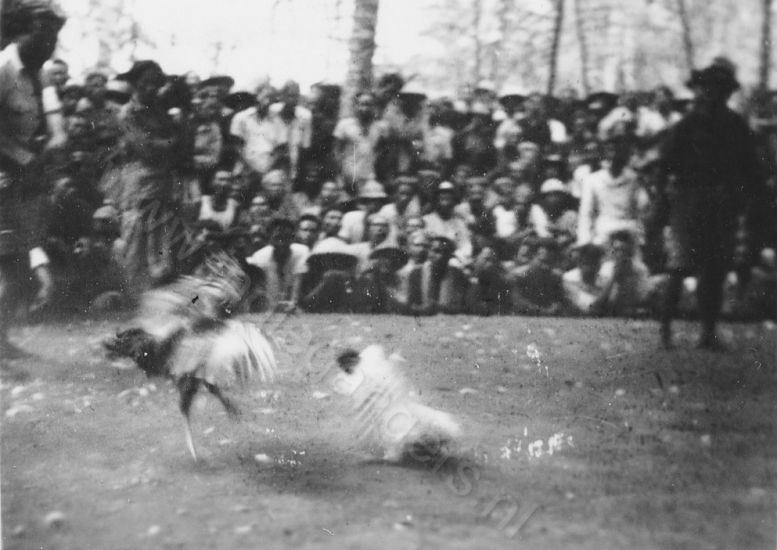 126a tijdens een hanengevecht te Bali