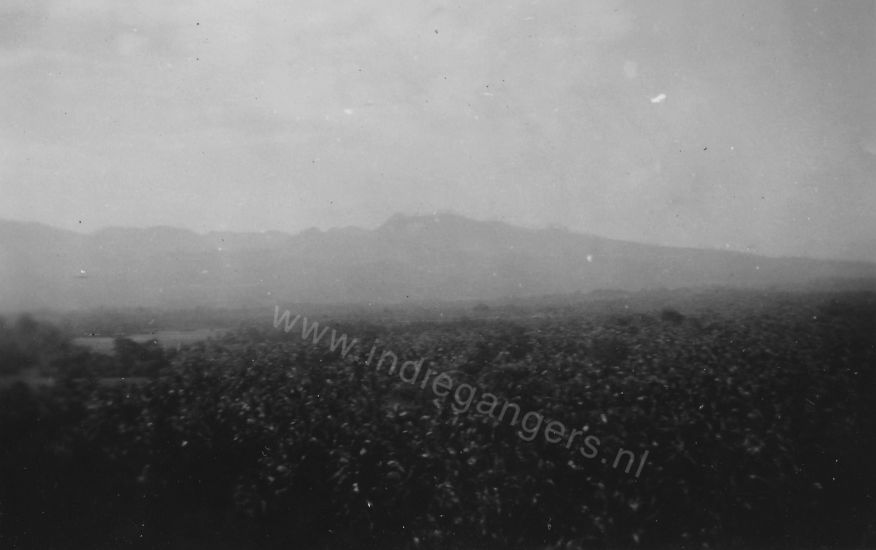 45b Anjerlor natuurfoto