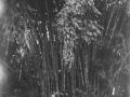 A164 Bawang bij het oer bamboe