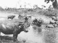 E61 buffels bij het water te Kalipaten