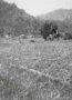 16 oct de sawahs in het Ogan dal bij Lontar   nog onbeplant