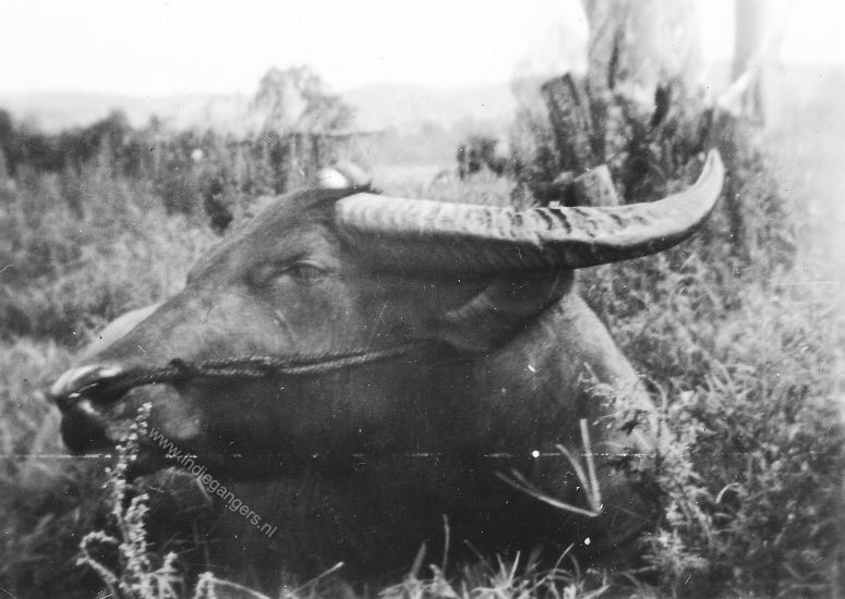 38 Tarutung feb 1949 Karbouw