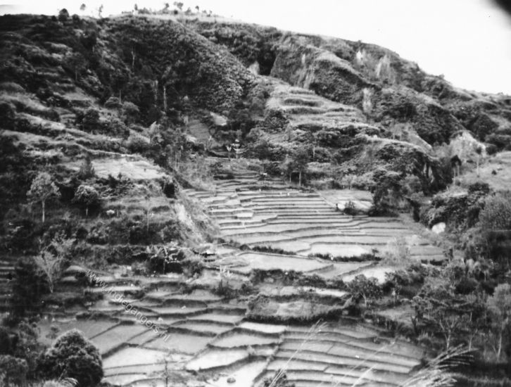 51 Tarutung januari 1949 Sawahs tegen de berghelling