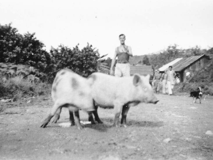 138 varkens in de kampong