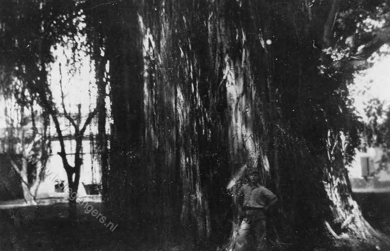 41 waringaboom  Tjileungsir   Cileungsir West Java