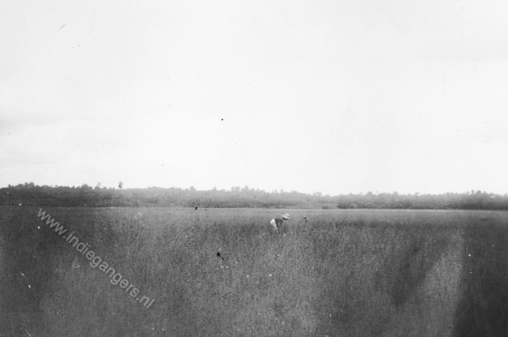 61 aan het werk op de sawah  Tjileungsir   Cileungsir West Java