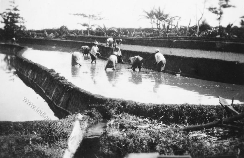 33 sawah dijkjes bewerken vrouwen