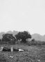 44 stelling in het veld