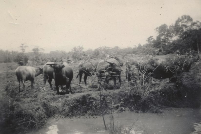 22 karbouwen in Indie