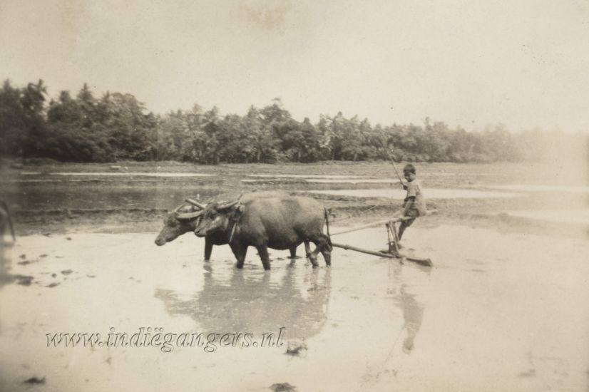 33 Mooi Indie het bewerken van de sawahs