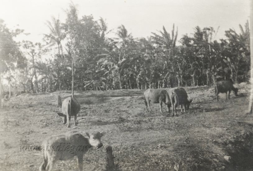 197 Terisi Karbouwen