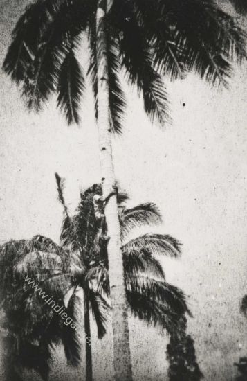 377 Inlandse jongen in de klapperbomen maart 1947