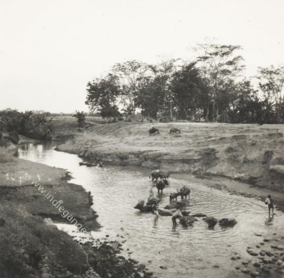 76 karbouwen wassen in de kali