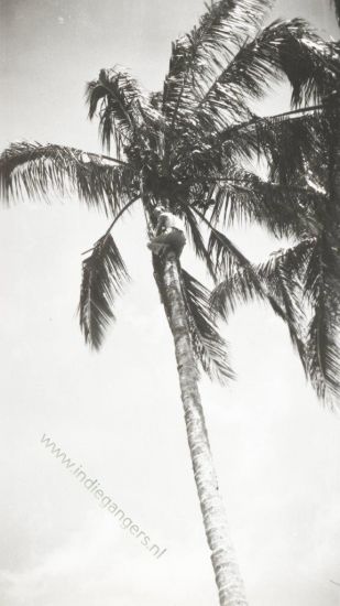 66 In een klapperboom te Belik