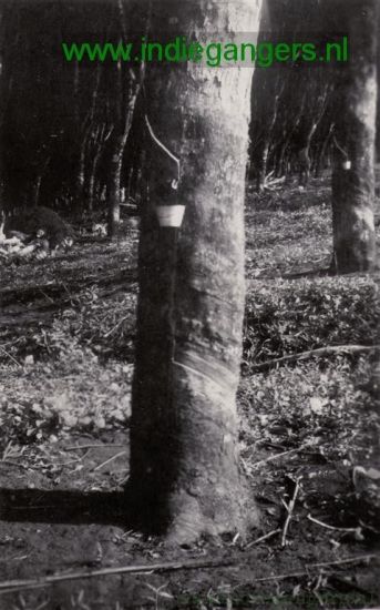 blz 15   3 Kalidjati Tentenkamp  rubberboom met rubberbakje