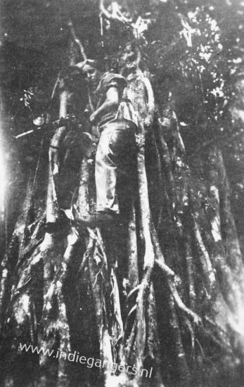 pag44 in de waringaboom